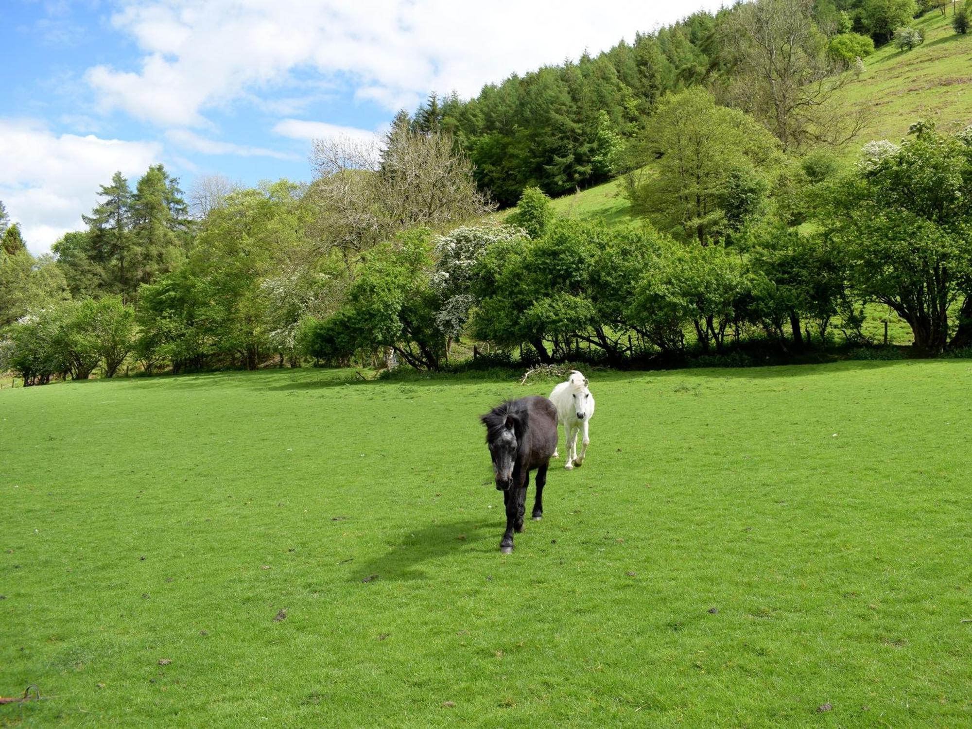 Lower Goytre Farmhouse Llanfair Waterdine Buitenkant foto